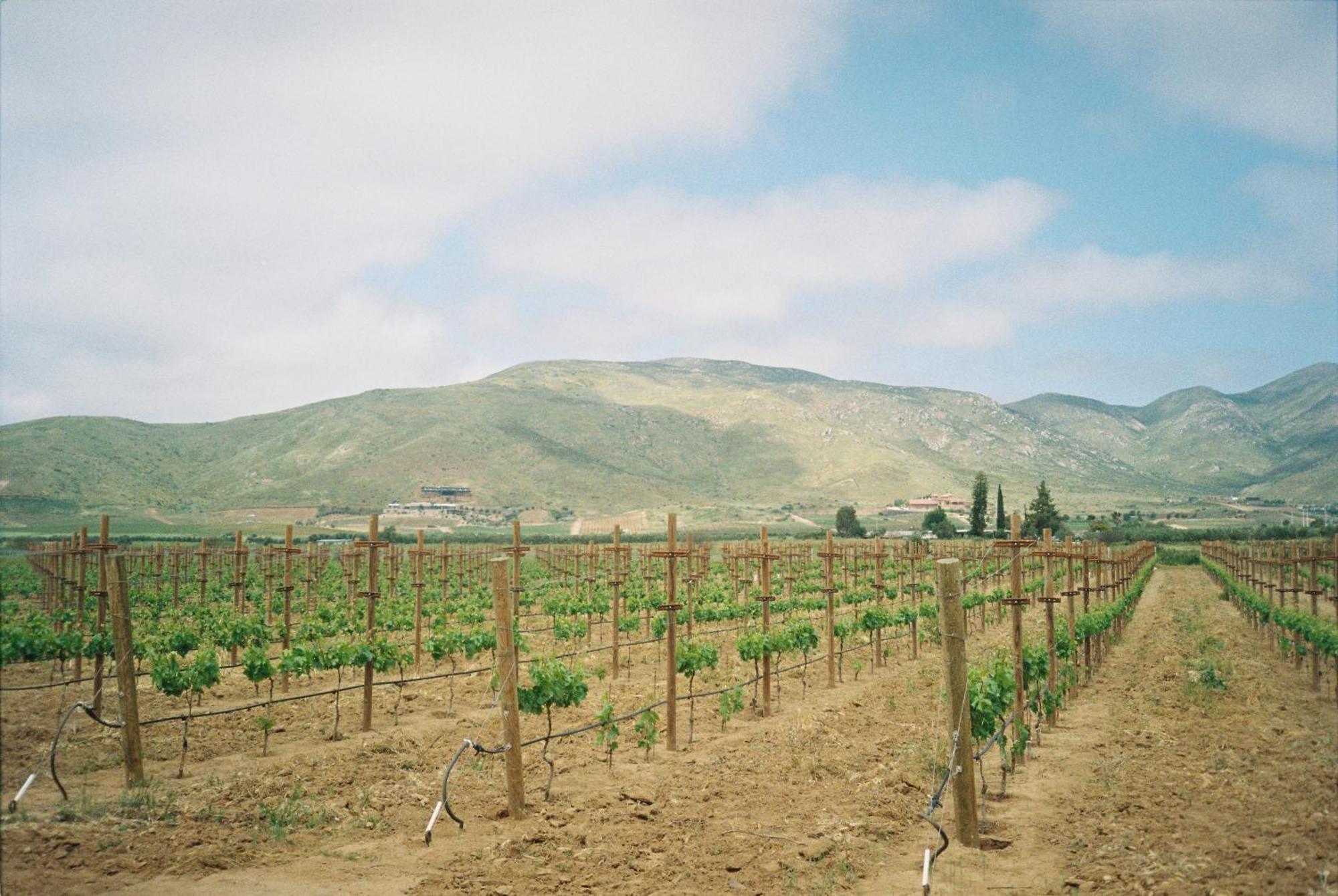 Alma Liebre Vinedos Del Valle Valle de Guadalupe Exterior foto
